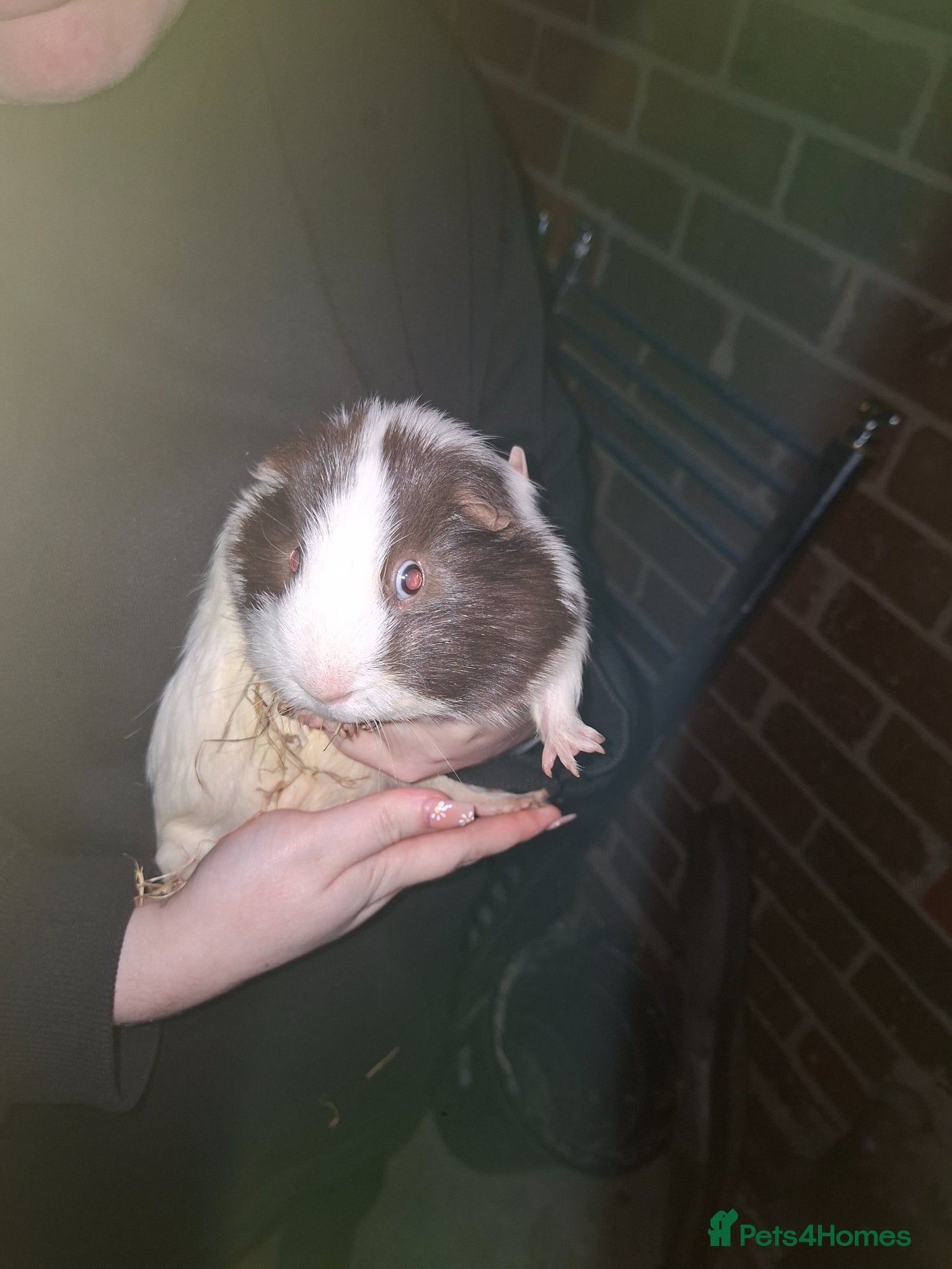 Guinea Pig rodents 1 Male Guniea Pig with cage and hay. - Advert 1