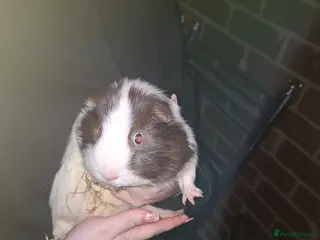 Guinea Pig rodents 1 Male Guniea Pig with cage and hay. - Advert 1