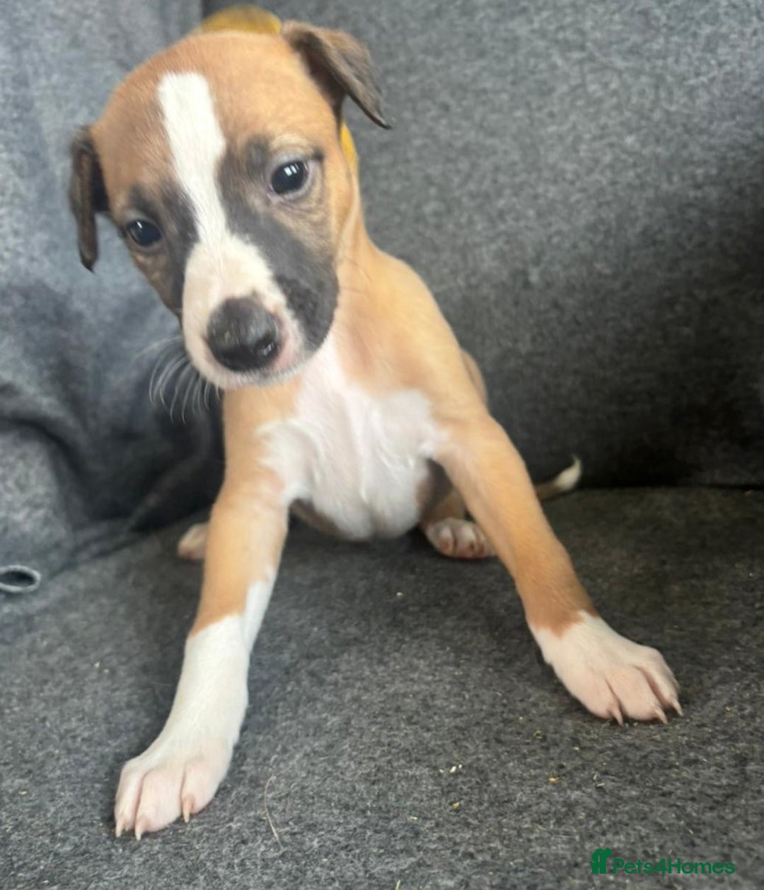 Whippet dogs for sale: KC Reg Whippet 3xM 3xF - Image 7