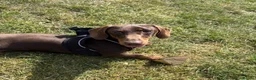 Miniature Dachshund dogs for sale: 12 Month Old Mini - Boy  - Advert 2