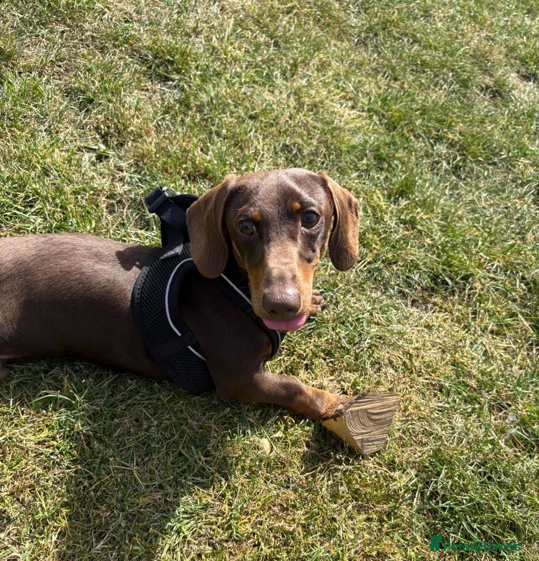 Miniature Dachshund dogs for sale: 12 Month Old Mini - Boy  - Advert 2