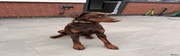 Dobermann dogs for sale: 1 year old Doberman Boy - Kc registered  - Advert 5
