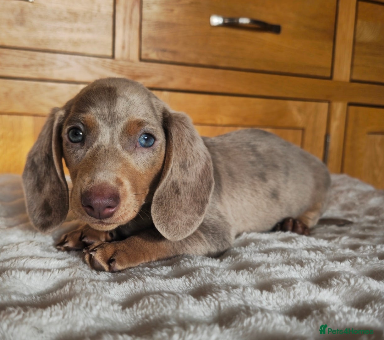 Miniature Dachshund dogs READY NOW MINIATURE DACHSHUNDS  - Advert 16