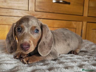 Miniature Dachshund dogs READY NOW MINIATURE DACHSHUNDS - Advert 16
