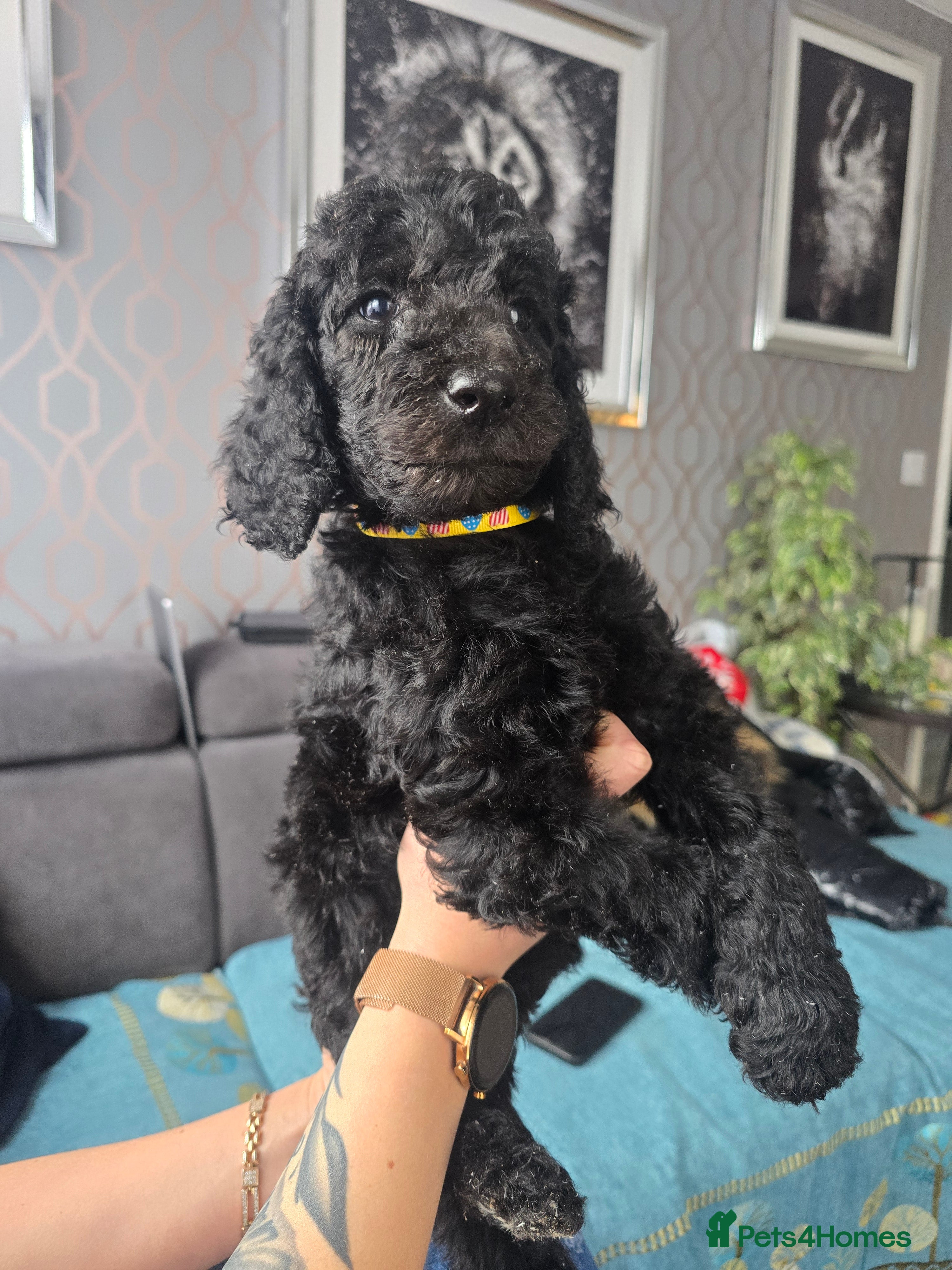 Standard Poodle dogs Ready Now ! KC Standard Poodles! 2 boys 2 girls !  - Advert 9