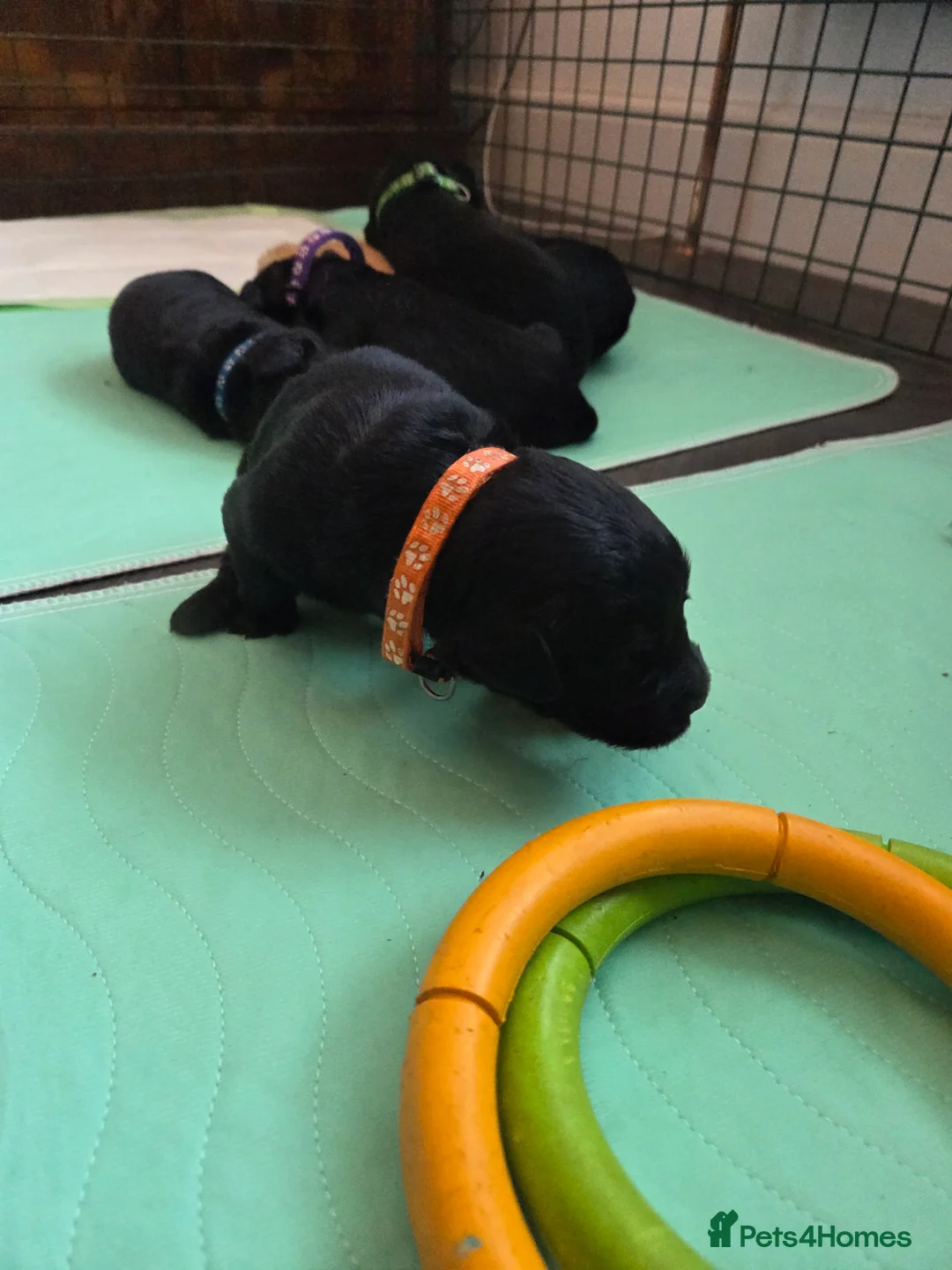 Labradoodle dogs for sale: Labrodoodle Puppies - Advert 8