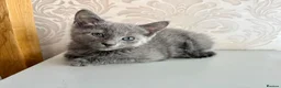 Russian Blue cats for sale: Beautiful Russian Blue Girl – 14 Weeks - Advert 10