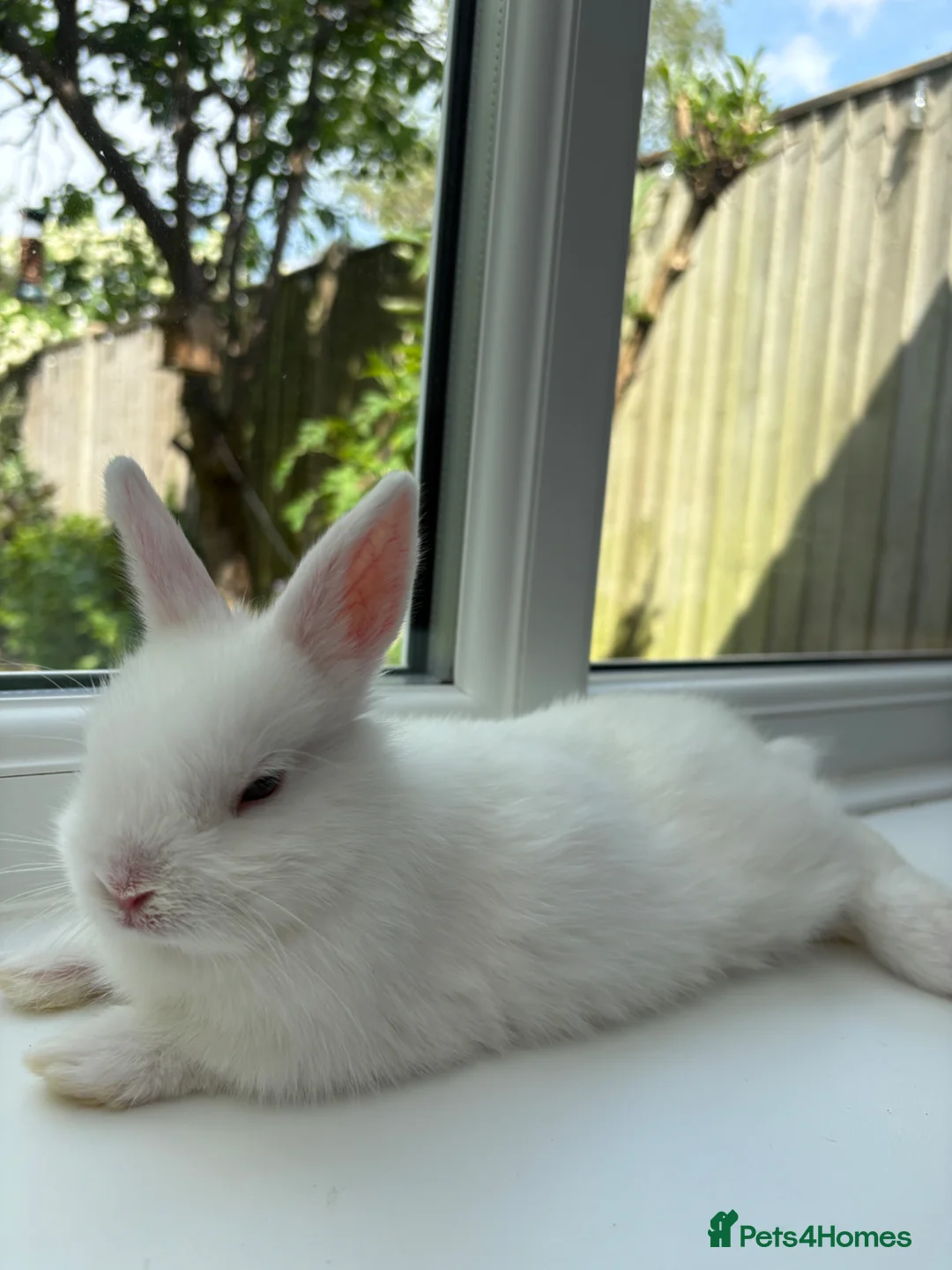 Netherland Dwarf rabbits for sale: FEMALE READY TO GO TODAY - Advert 2
