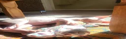 Sphynx cats for sale: Last Canadian sphynx looking for a loving home  - Advert 5