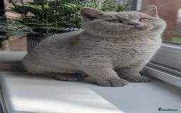 British Shorthair cats for sale: Gccf reg .Lilac British Shorthair  - Image 3