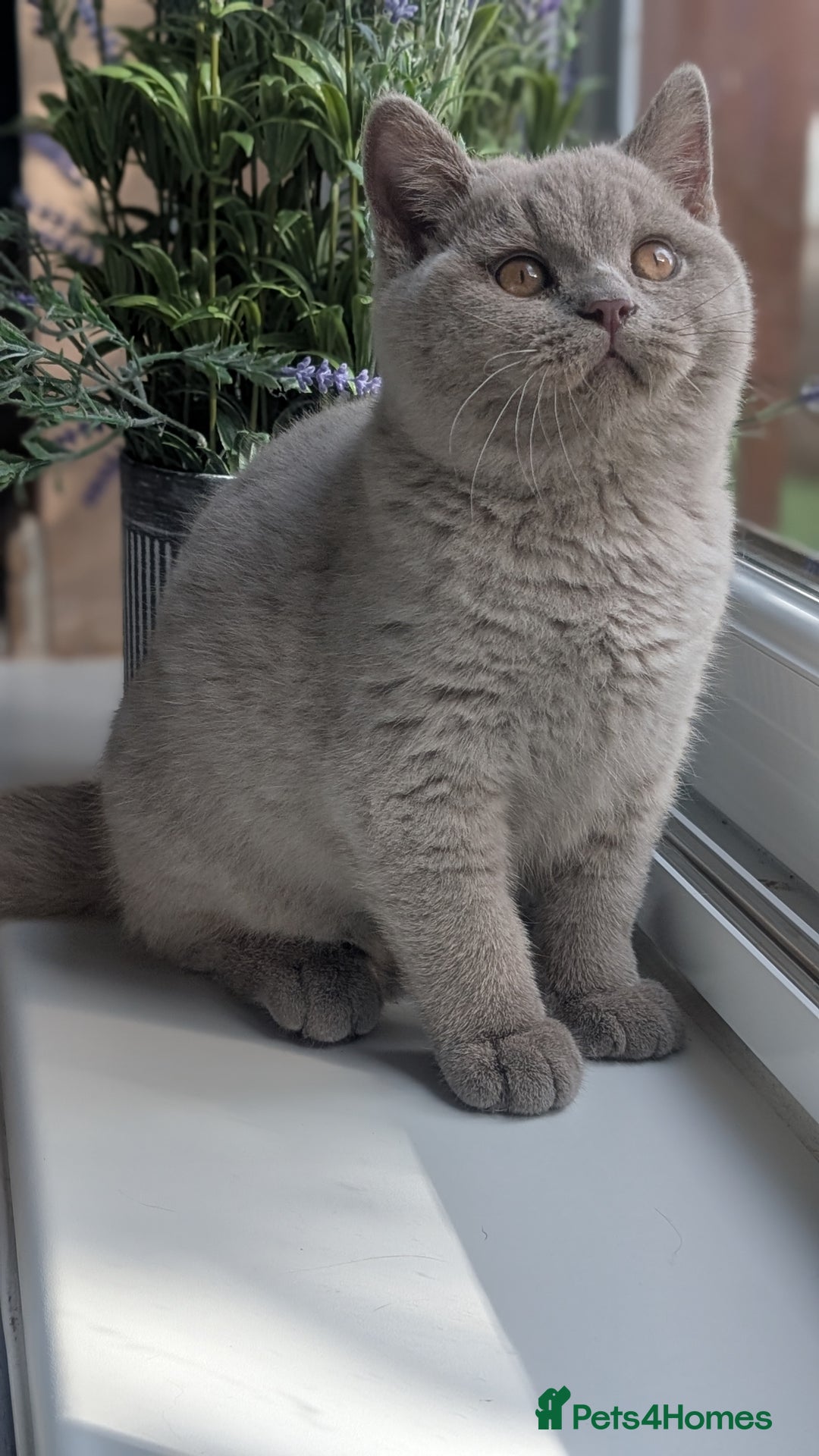 British Shorthair cats for sale: Gccf reg .Lilac British Shorthair  - Image 3