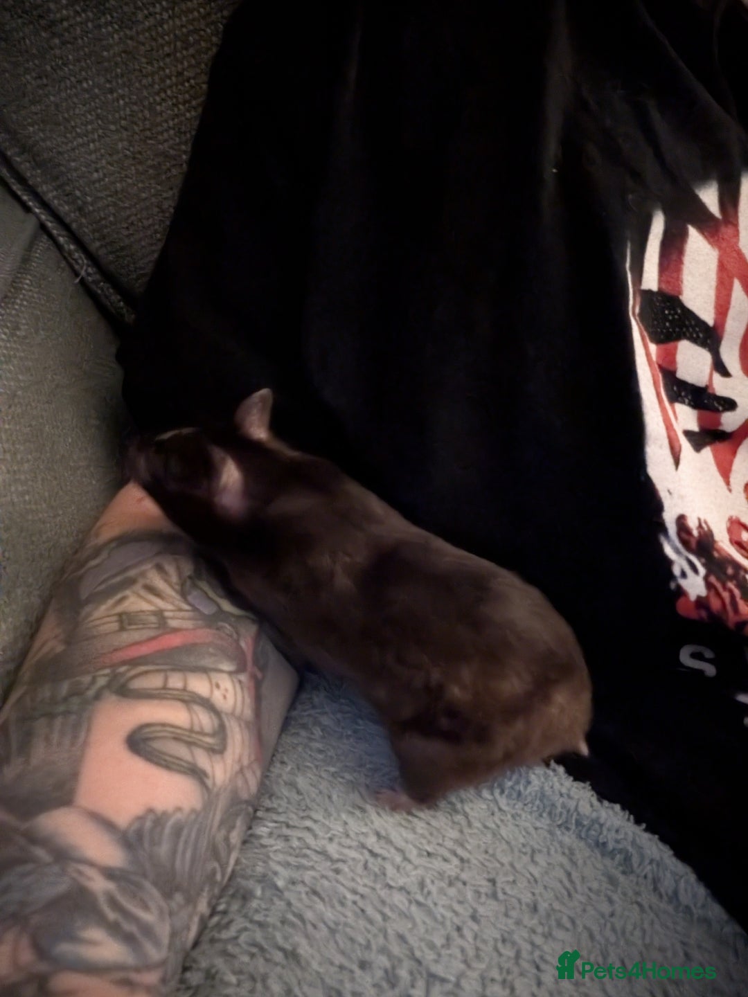 Hamster rodents for sale: Female Syrian hamster needs a new home - Advert 2