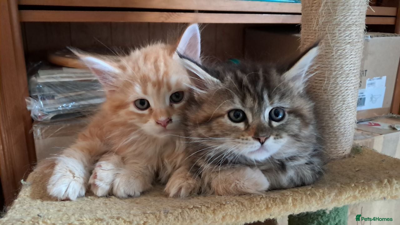 Mixed Breed cats Main con cross kittens - Advert 17