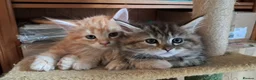 Mixed Breed cats for sale: Main con cross kittens - Advert 1