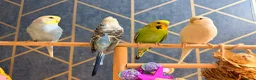 Budgerigars birds for sale: Budgies for sale with cage - Advert 2