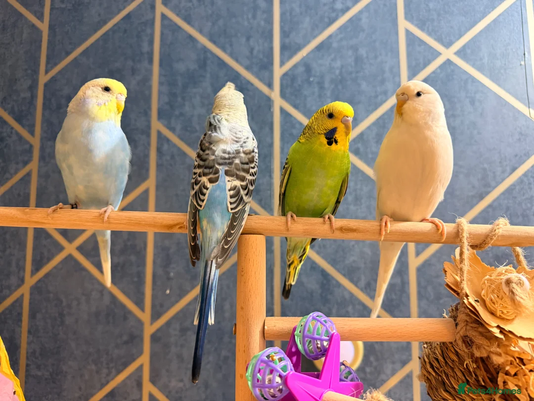 Budgerigars birds for sale: Budgies for sale with cage - Advert 2