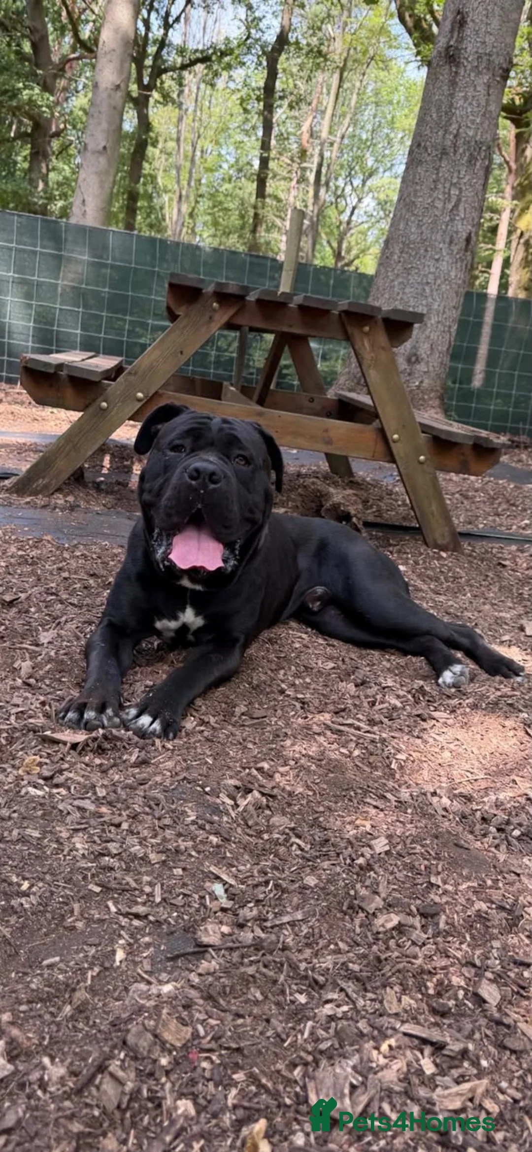 Cane Corso dogs for sale: Cane corso  in Orpington - Advert 2