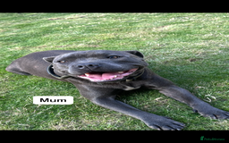 Staffordshire Bull Terrier dogs for sale: Blue Staffordshire bull terrier  - Image 21