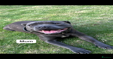 Staffordshire Bull Terrier dogs - Advert 4
