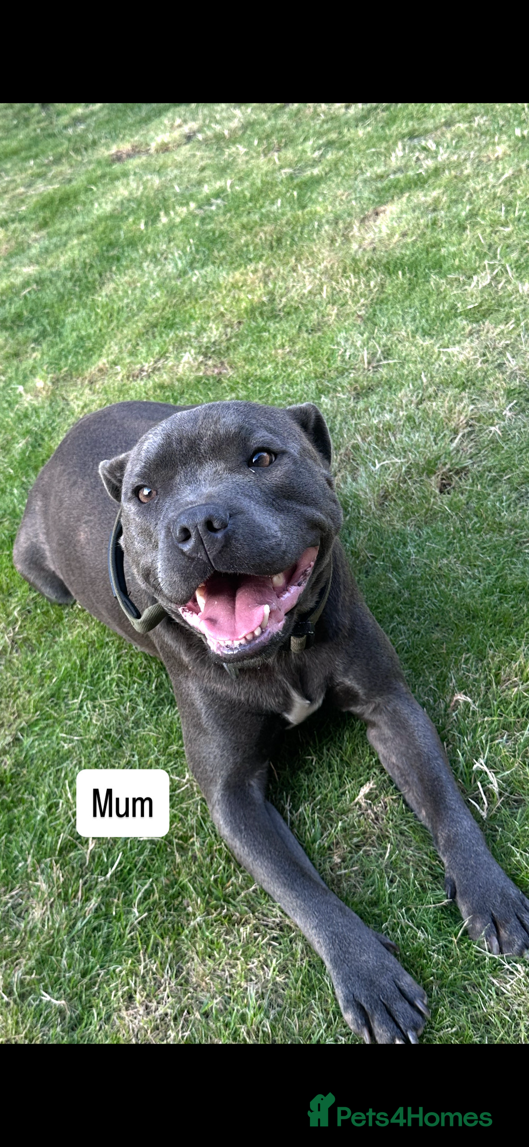 Staffordshire Bull Terrier dogs for sale: Blue Staffordshire bull terrier  - Image 21