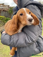 Cocker Spaniel dogs - Advert 2