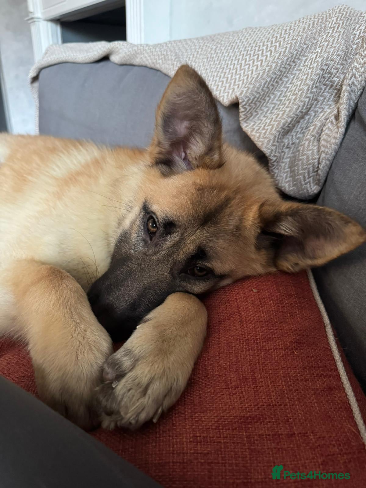 Mixed Breed dogs ❤️JILLY❤️ 8 MONTHS-SMART, JOYFUL AND FULL OF LOVE - Advert 2