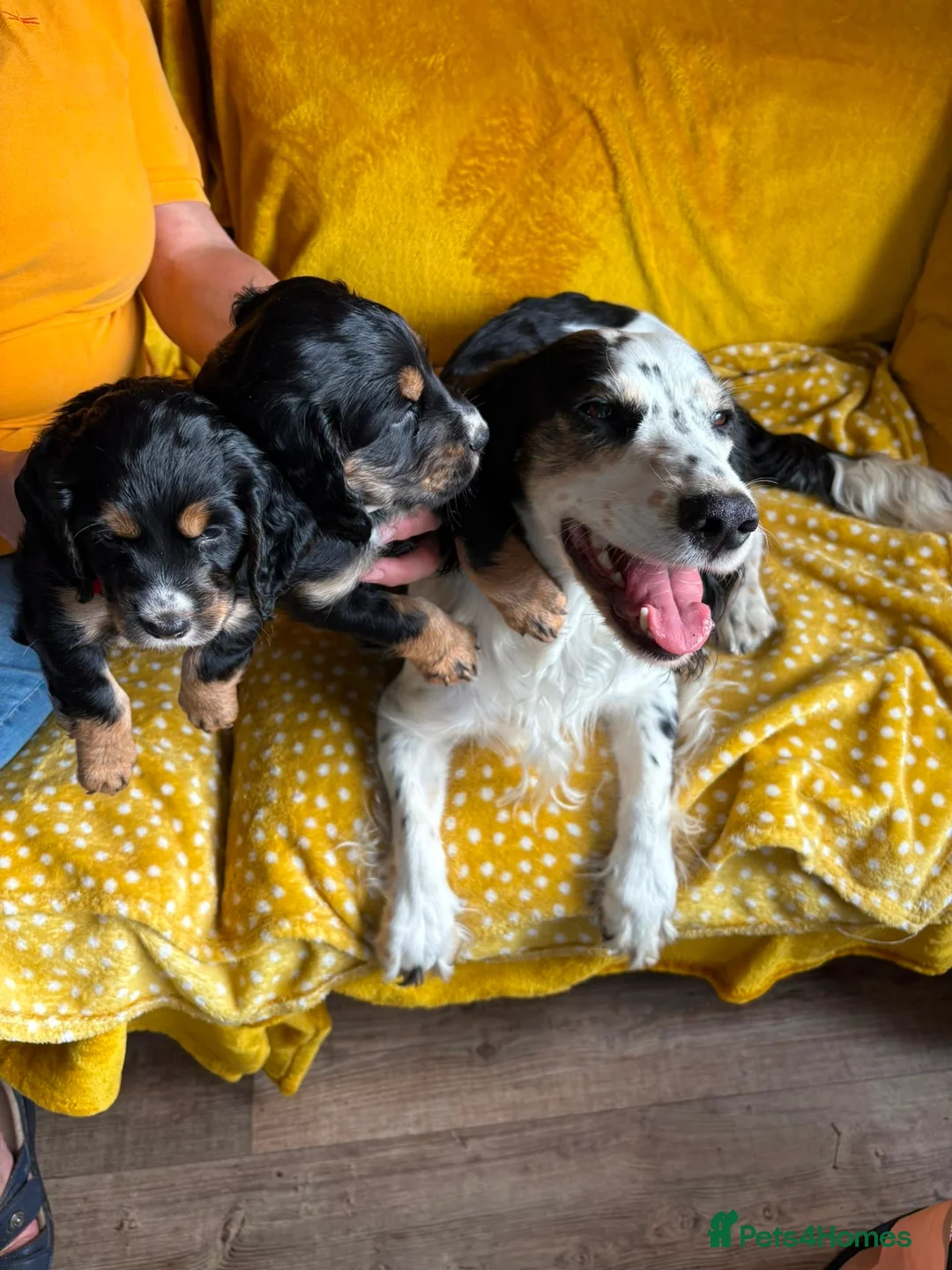 Cocker Spaniel dogs for sale: All Tri Color Litter of Working Cockers - Advert 5