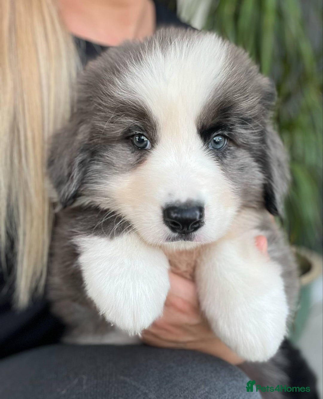 Bernese Mountain Dog dogs for sale: Stunning Chunky Bordernese Puppies - Image 35