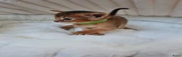 Abyssinian cats for sale: LAST TWO BOYS,champion line Abyssinian kittens🎖 - Advert 18