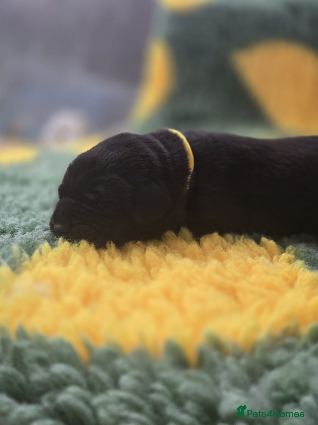 Labrador Retriever dogs for sale: KC Registered Labrador Puppies. - Advert 26