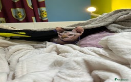 Sphynx cats for sale: 2.5 year old female sphynx for adoption - Image 3