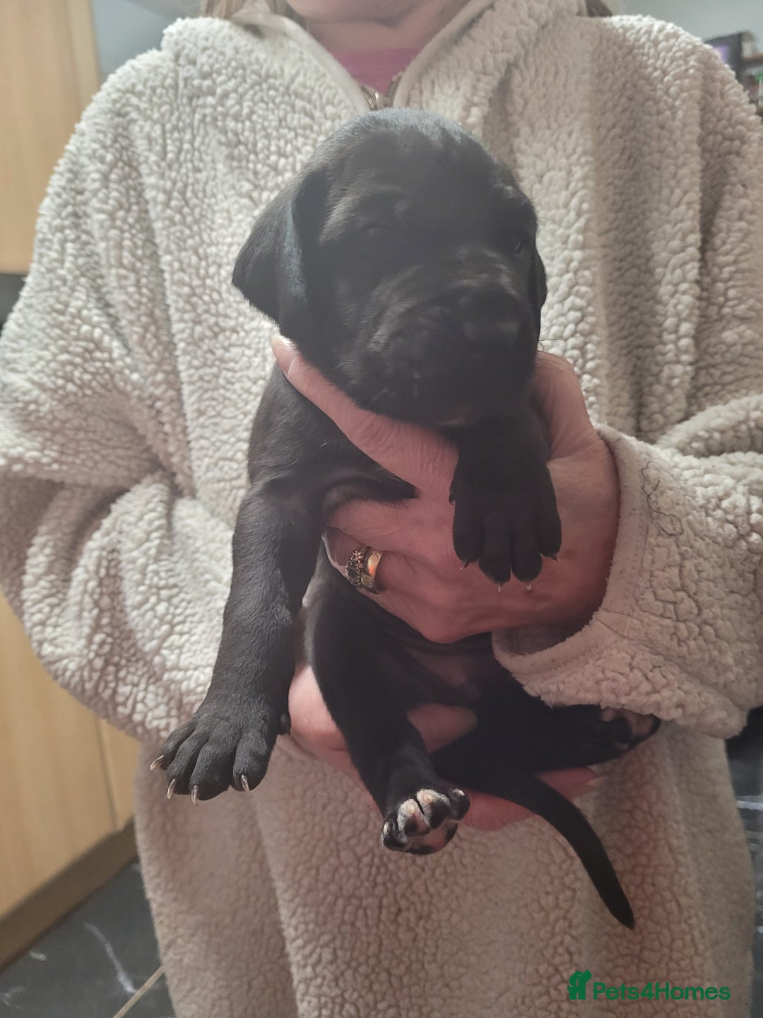 Great Dane dogs for sale: Magnificent litter of black great dane puppies - Advert 7
