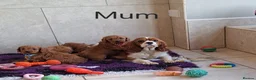 Cavapoo dogs for sale: Beautiful F1 Cavapoos  - Advert 14