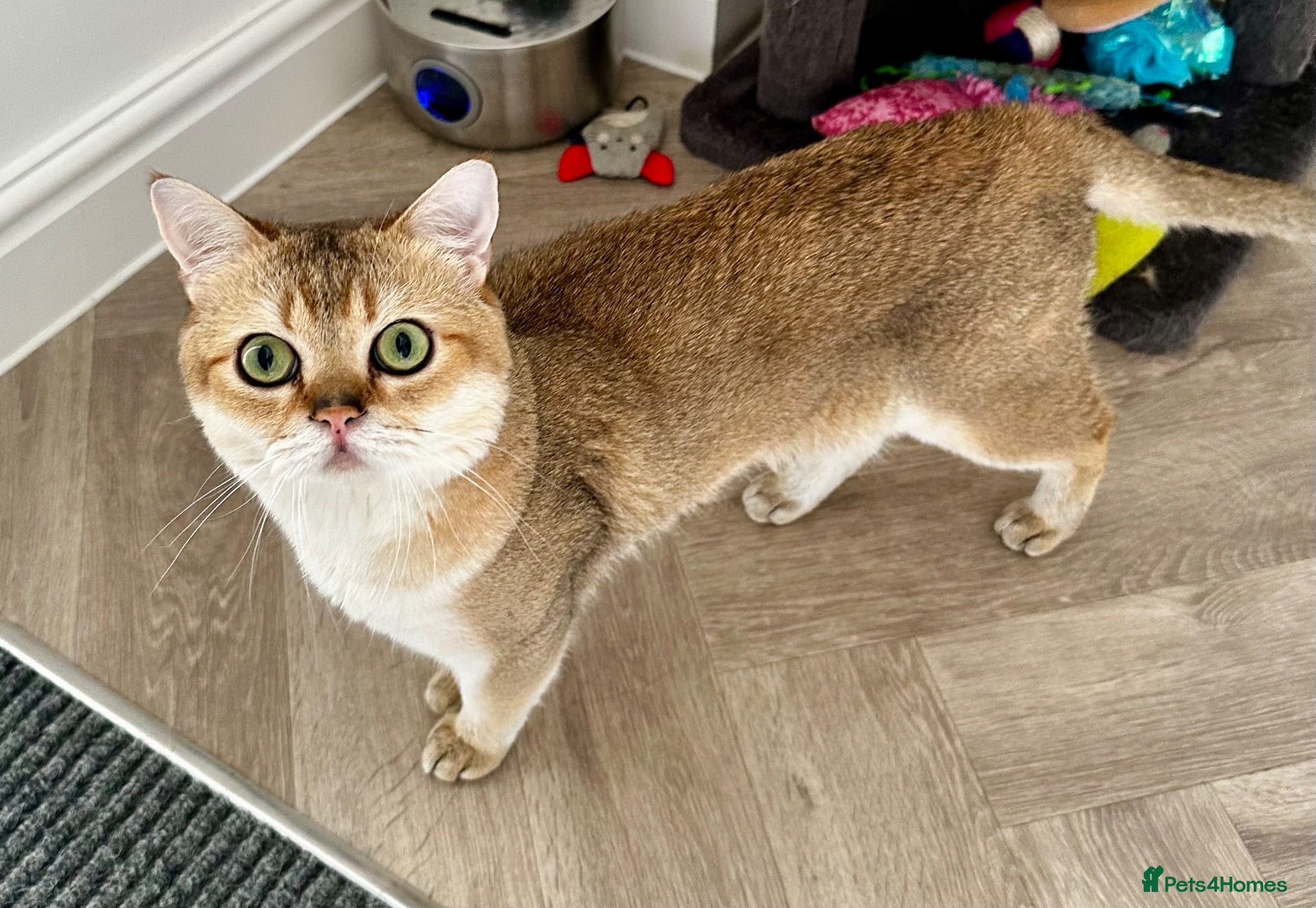 British Shorthair cats 💛 British shorthair/Scottish straight male 🩵  - Advert 7