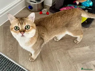 British Shorthair cats 💛 British shorthair/Scottish straight male 🩵 - Advert 7
