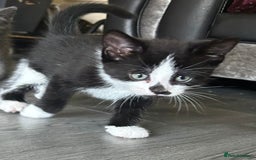 Burmese cats for sale: Kittens - Image 4