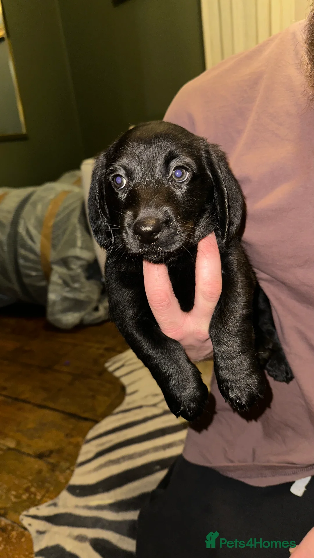 Mixed Breed dogs for sale: Dachsador  - Advert 6