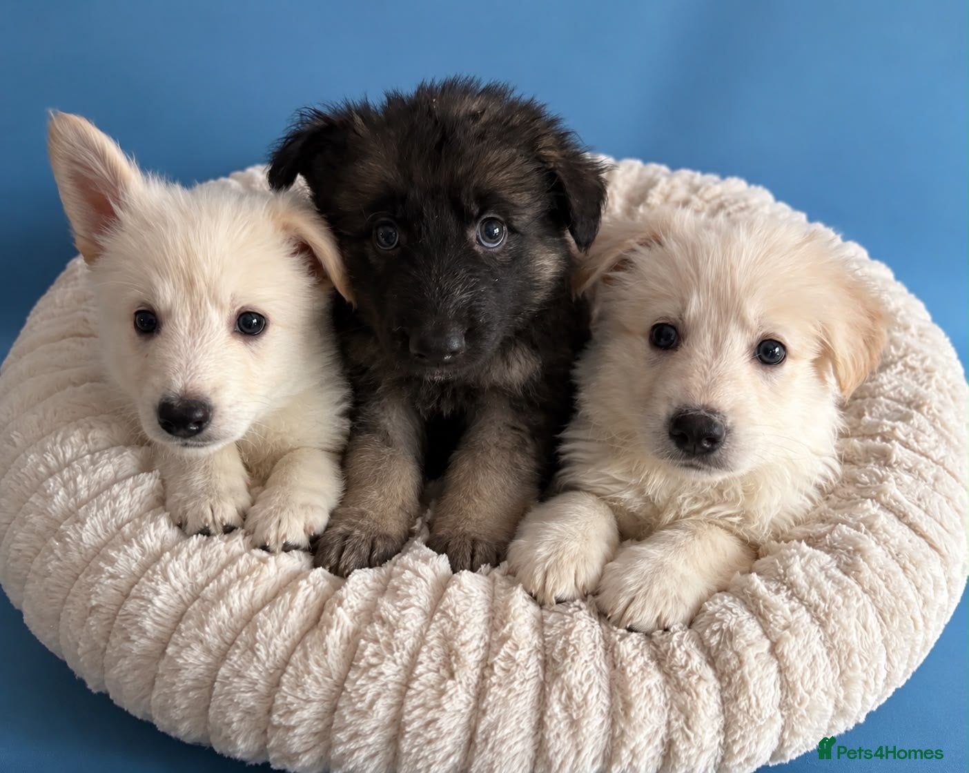 German Shepherd dogs Pedigree long haired German Shepherd puppies - Advert 18