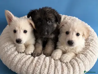German Shepherd dogs Pedigree long haired German Shepherd puppies - Advert 18