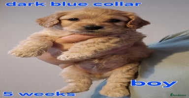 Cavapoochon dogs - Advert 14