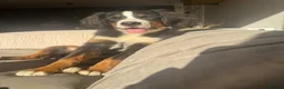 Bernese Mountain Dog dogs for sale: Female Bernese mountain dog - Advert 1