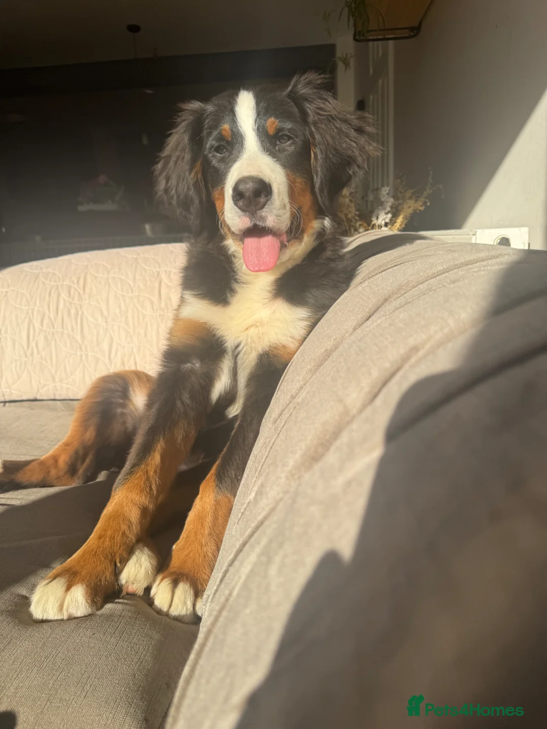 Bernese Mountain Dog dogs for sale: Female Bernese mountain dog - Advert 1
