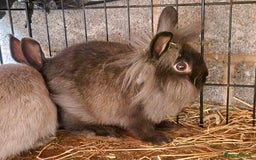 Lionhead rabbits for sale: Lovely little lionhead and lion lops m/f babies  - Image 3