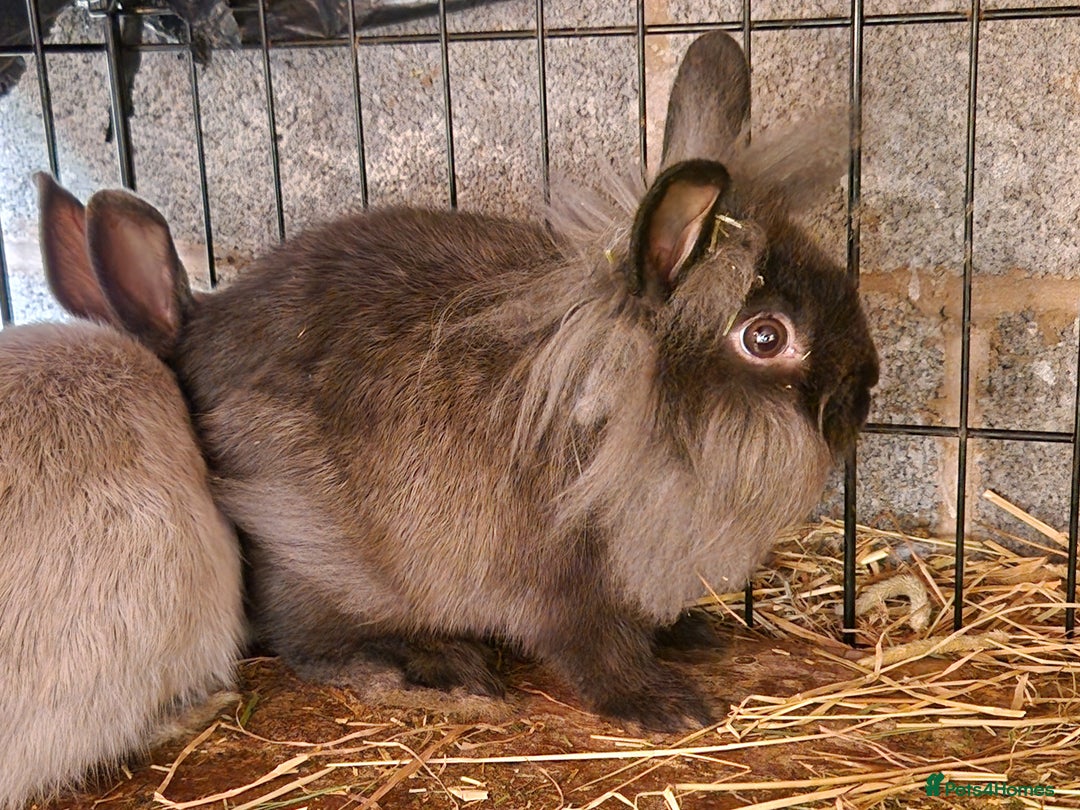 Lionhead rabbits for sale: Lovely little lionhead and lion lops m/f babies  - Image 3