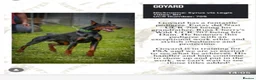 Dobermann dogs for sale: Stunning Doberman Pups Ready 10th October - Advert 8