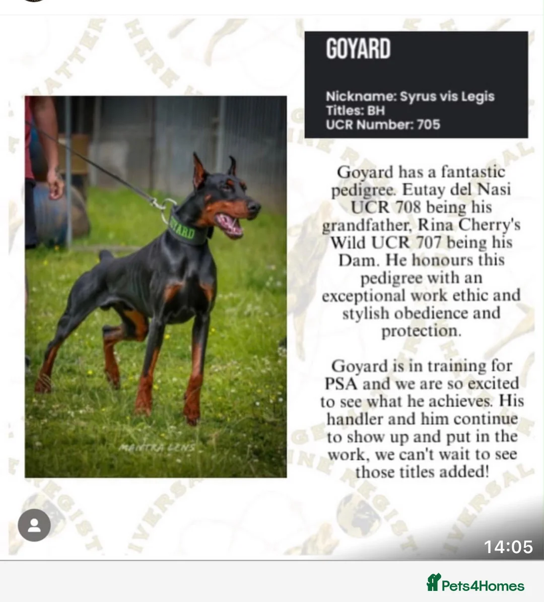 Dobermann dogs for sale: Stunning Doberman Pups Ready 10th October - Advert 8
