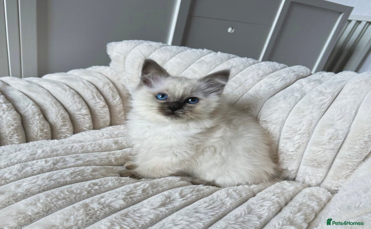 Ragdoll cats - Advert 6
