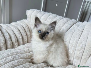 Ragdoll cats - Advert 22