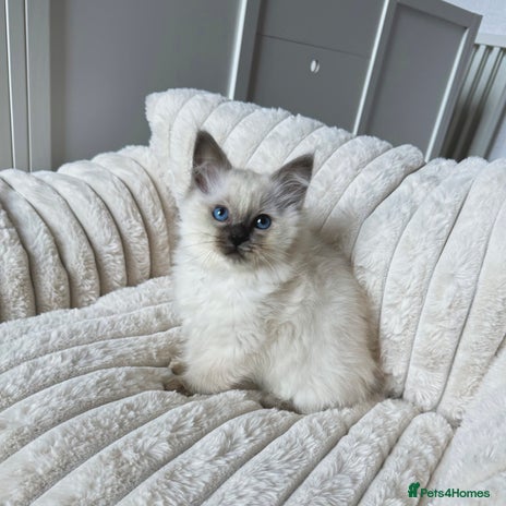 Ragdoll cats - Advert 2