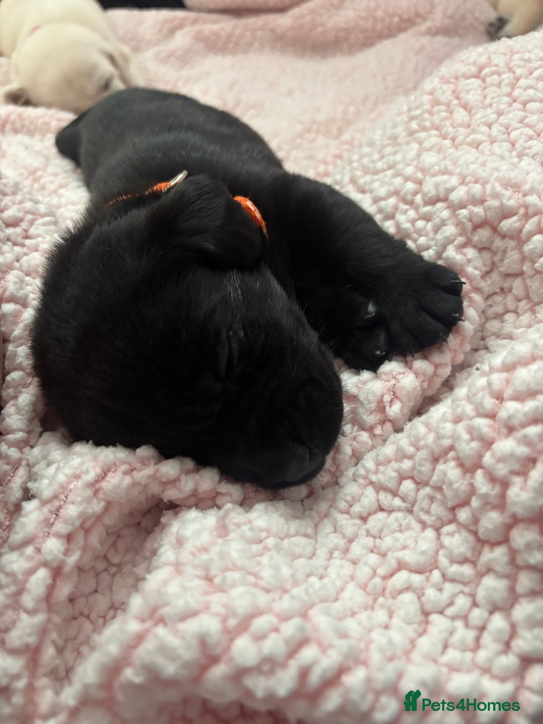 Labrador Retriever dogs for sale: Labrador puppies - Image 15